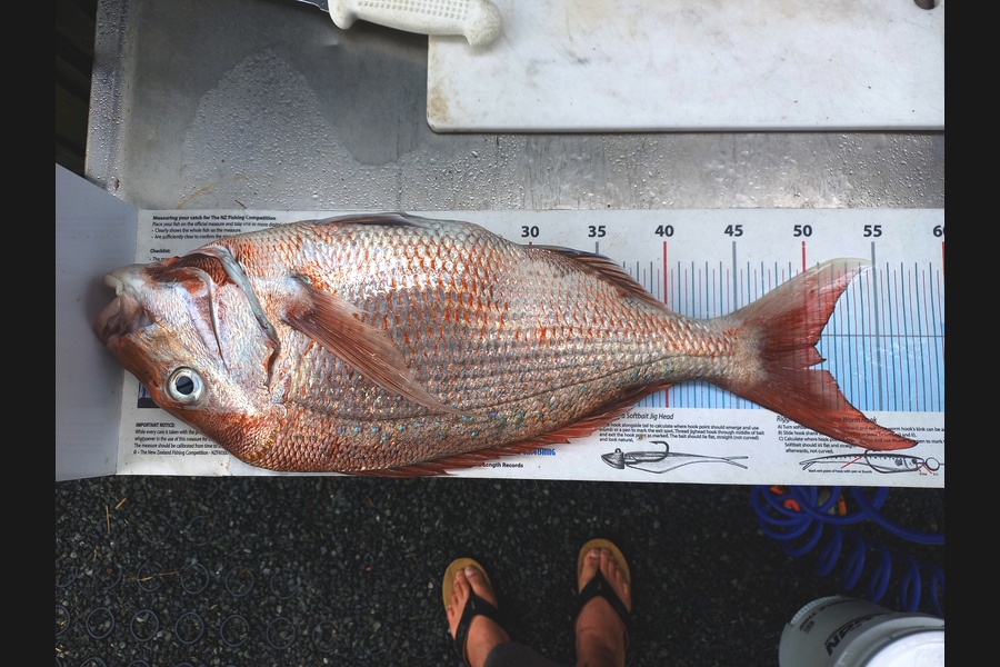 Andrew Tohu caught this 50.5cm Snapper at Northland during The Export NZ Fishing Competition