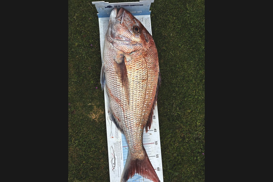Matt  King  caught this 60.5cm Snapper at Hawkes Bay during The Export NZ Fishing Competition