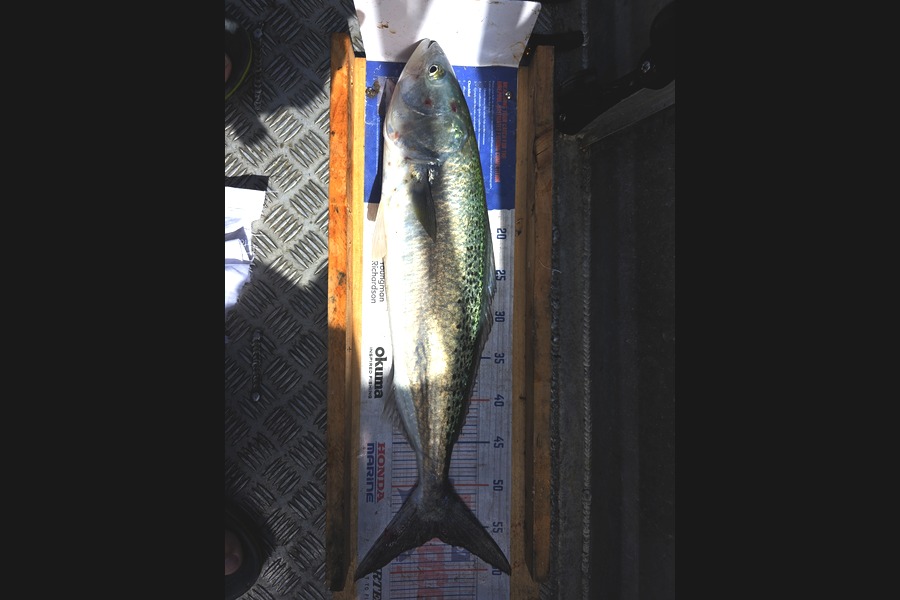 Wesley  Skinner  caught this 56.0cm Kahawai at Canterbury during The Export NZ Fishing Competition