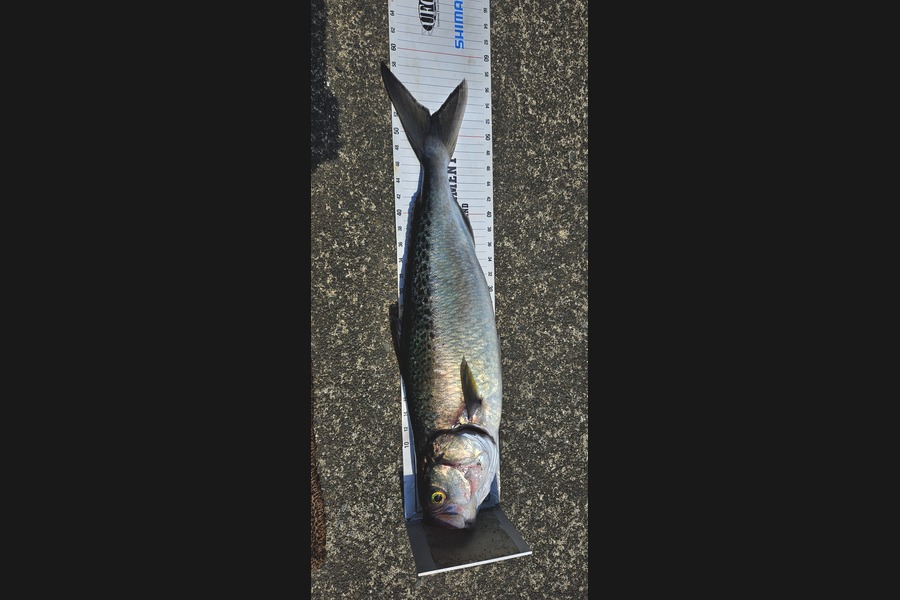 Kane Wrigglesworth  caught this 51.5cm Kahawai at Hawkes Bay during The Export NZ Fishing Competition