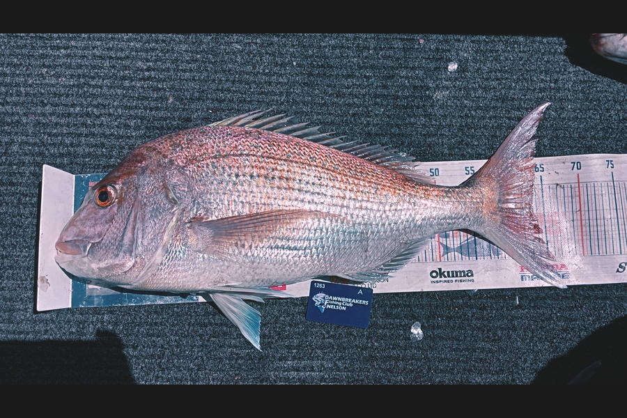 Andy Brannen caught this 63.0cm Snapper at Nelson/Marlborough during The Export NZ Fishing Competition