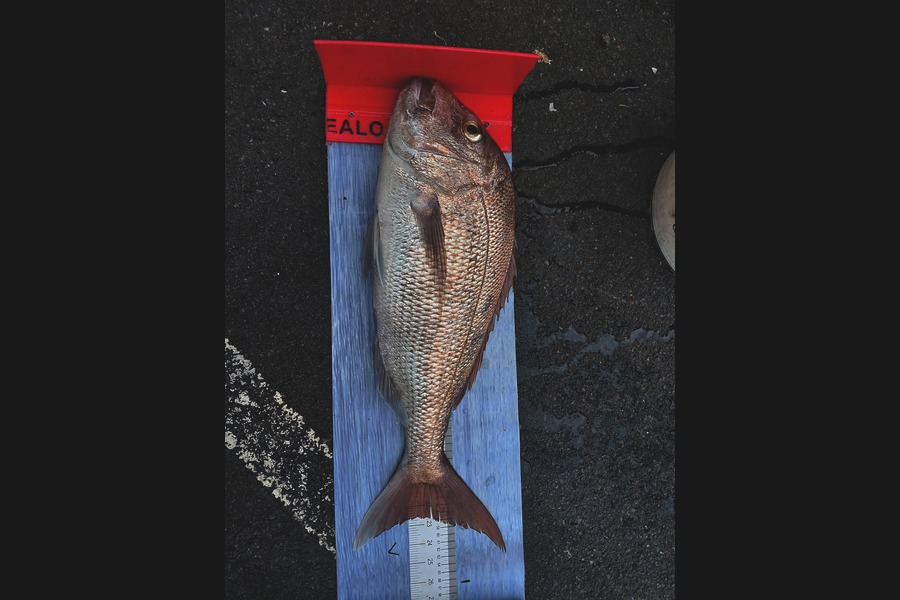 Mike Crawford caught this 57.5cm Snapper at Northland during The Export NZ Fishing Competition