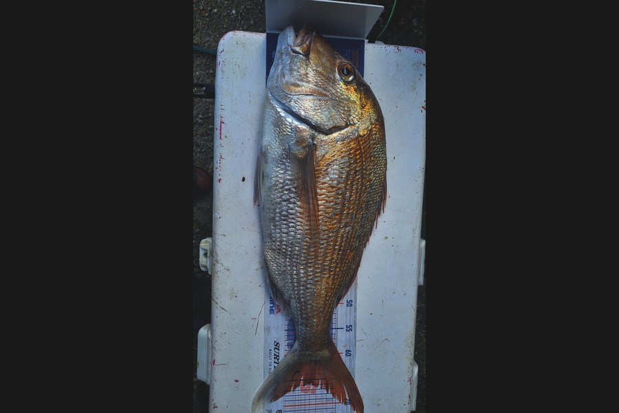 Nathan  Busby caught this 66.0cm Snapper at Taranaki during The Export NZ Fishing Competition