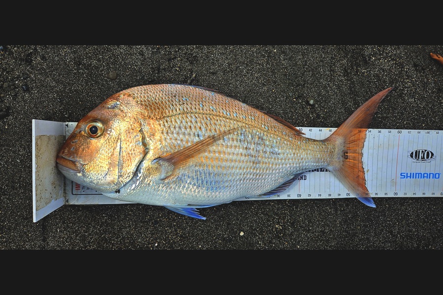Kane Wrigglesworth  caught this 52.5cm Snapper at Hawkes Bay during The Export NZ Fishing Competition