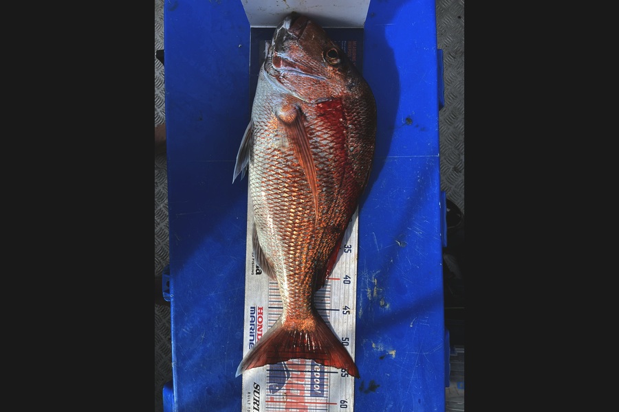 Kraig Steiner caught this 53.0cm Snapper at Northland during The Export NZ Fishing Competition