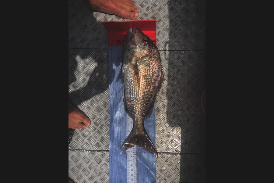 Matt Harrison caught this 60.0cm Snapper at Northland during The Export NZ Fishing Competition