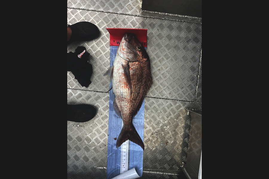 Matt Harrison caught this 72.0cm Snapper at Northland during The Export NZ Fishing Competition