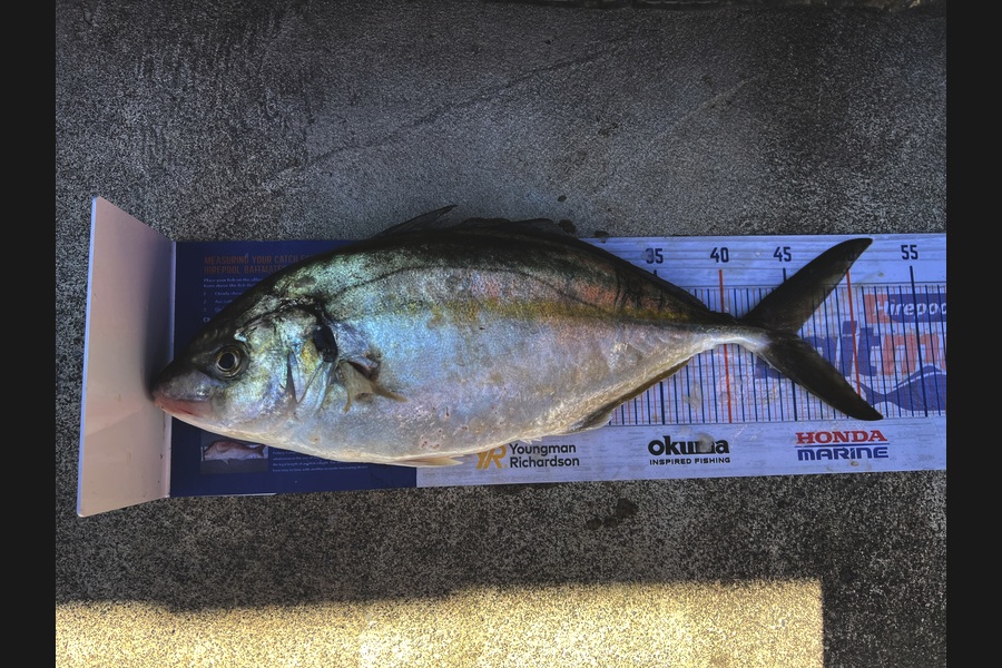 Andrew Froome caught this 45.5cm Trevally at Taranaki during The Export NZ Fishing Competition