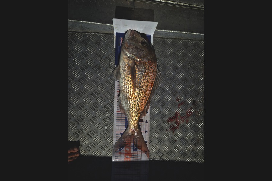 Luke Honey caught this 55.0cm Snapper at Bay of Plenty during The Export NZ Fishing Competition