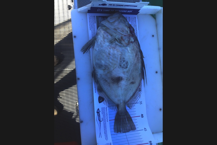 Greg Watkins caught this 44.5cm John Dory at Firth during The Export NZ Fishing Competition