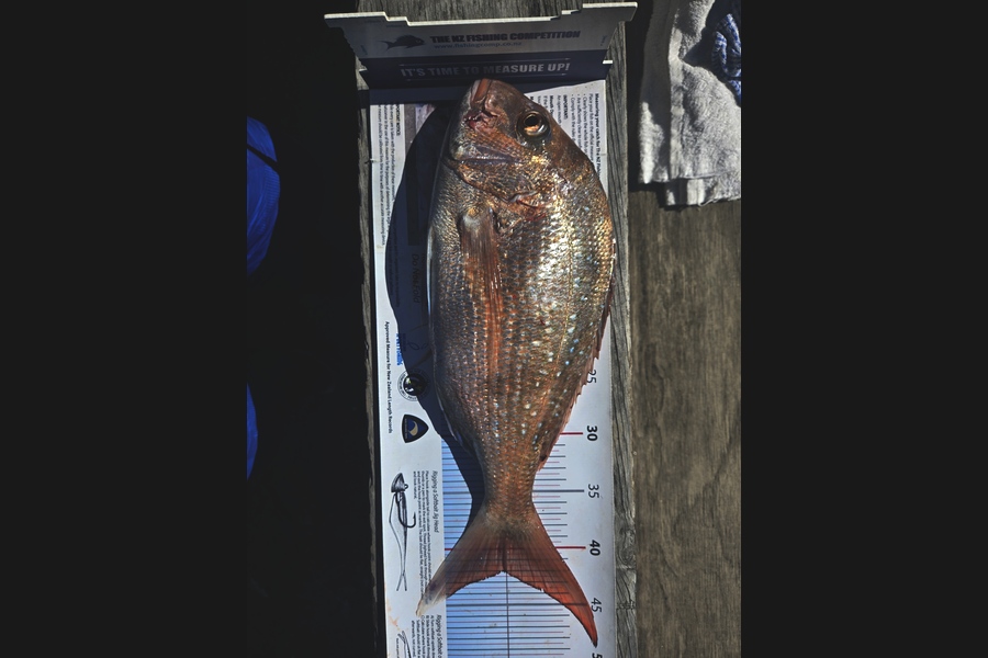 Bevan Middlebrook caught this 42.0cm Snapper at Nelson/Marlborough during The Export NZ Fishing Competition