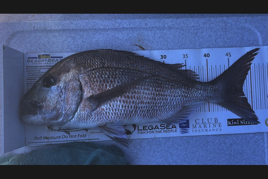 Brendan Lochead caught this 48.0cm Snapper at Auckland during The Export NZ Fishing Competition