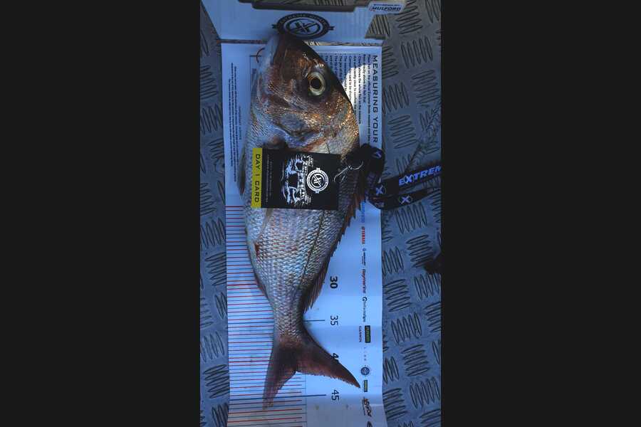 Phillip Barnes caught this 41.5cm Snapper at Coromandel during The Export NZ Fishing Competition