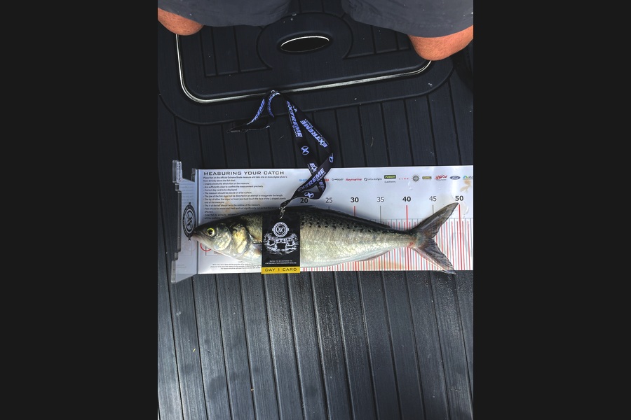 Liam Frederiks caught this 44.5cm Kahawai at Coromandel during The Export NZ Fishing Competition