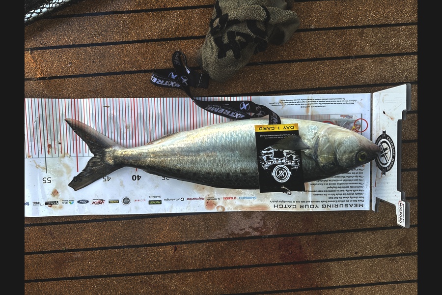 Paul McKnight caught this 47.0cm Kahawai at Coromandel during The Export NZ Fishing Competition