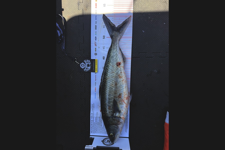 Isreal  Fussell caught this 54.5cm Kahawai at Coromandel during The Export NZ Fishing Competition