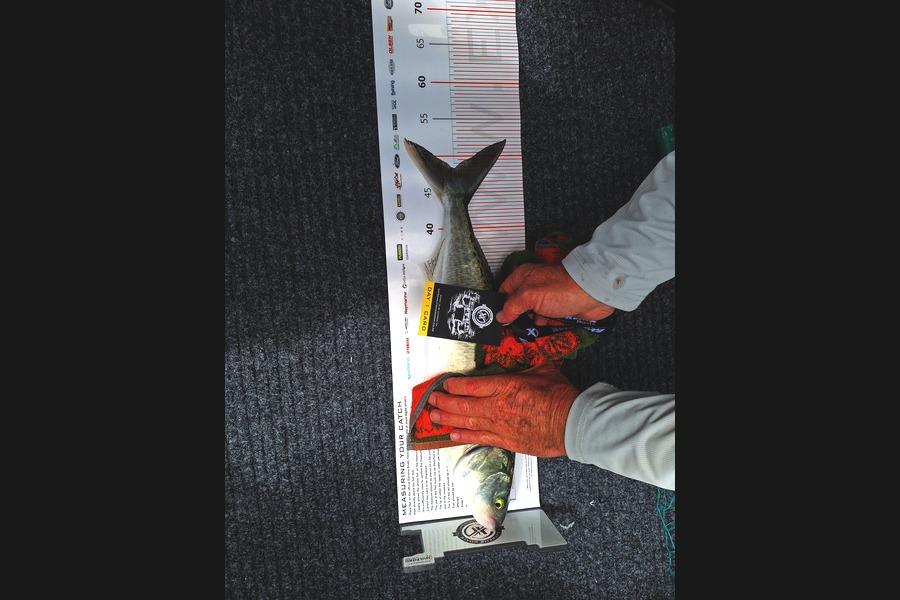 Ross  Mackenzie caught this 48.0cm Kahawai at Coromandel during The Export NZ Fishing Competition