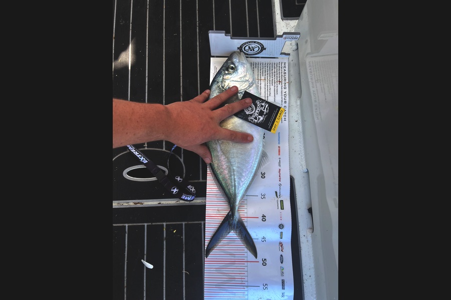 Jared Engle caught this 43.0cm Trevally at Coromandel during The Export NZ Fishing Competition