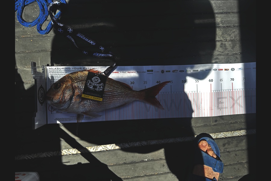 Robbie Wade caught this 38.5cm Snapper at Coromandel during The Export NZ Fishing Competition