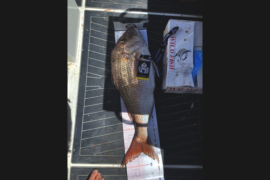 Warren Hay caught this 73.0cm Snapper at Coromandel during The Export NZ Fishing Competition