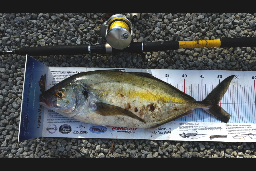 Tina  Williams-Swann caught this 49.0cm Trevally at Gisborne during The Export NZ Fishing Competition