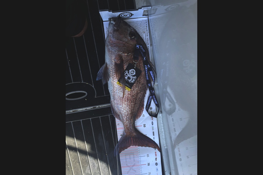 Ben Shaw caught this 59.5cm Snapper at Coromandel during The Export NZ Fishing Competition
