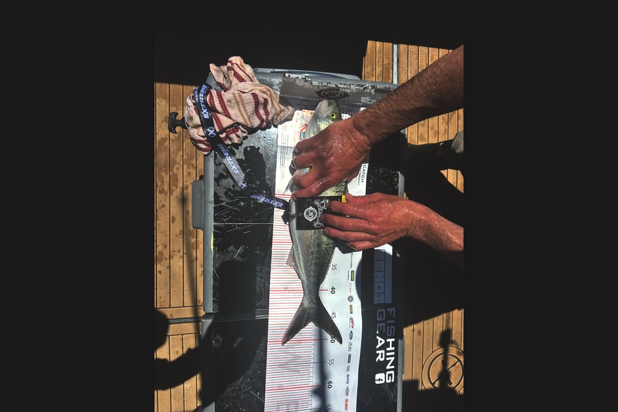 Francis Van Den Einden caught this 46cm Kahawai at Coromandel during The Export NZ Fishing Competition