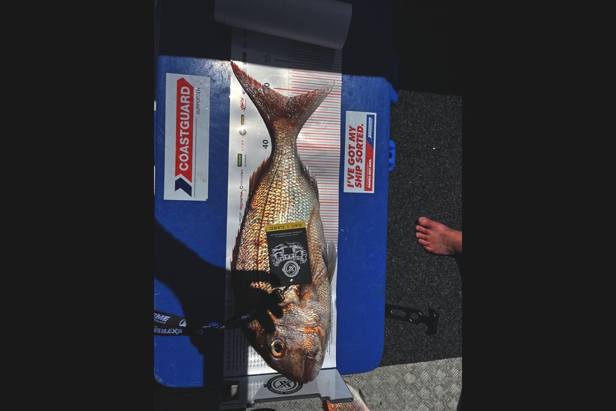 Regan Craig caught this 48.5cm Snapper at Coromandel during The Export NZ Fishing Competition