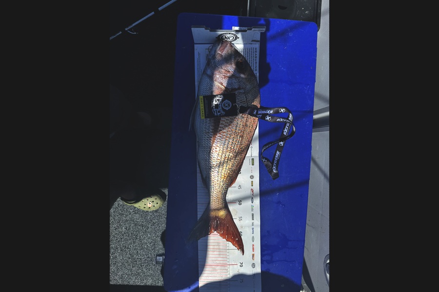 Matai Kelly caught this 59.0cm Snapper at Coromandel during The Export NZ Fishing Competition