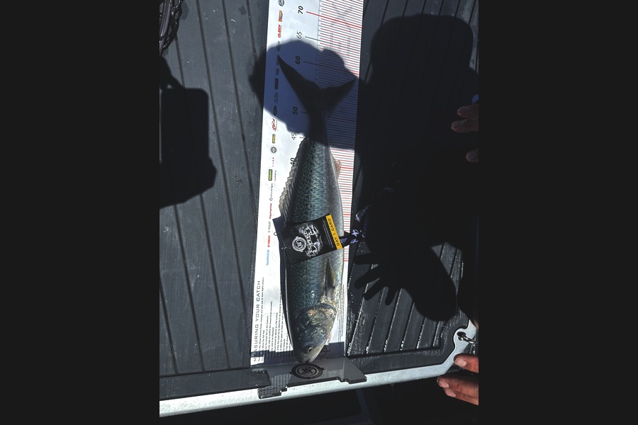 Jenn Thornton caught this 55.0cm Kahawai at Coromandel during The Export NZ Fishing Competition