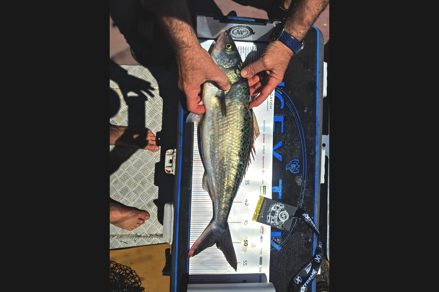 Grant French caught this 50.0cm Kahawai at Coromandel during The Export NZ Fishing Competition