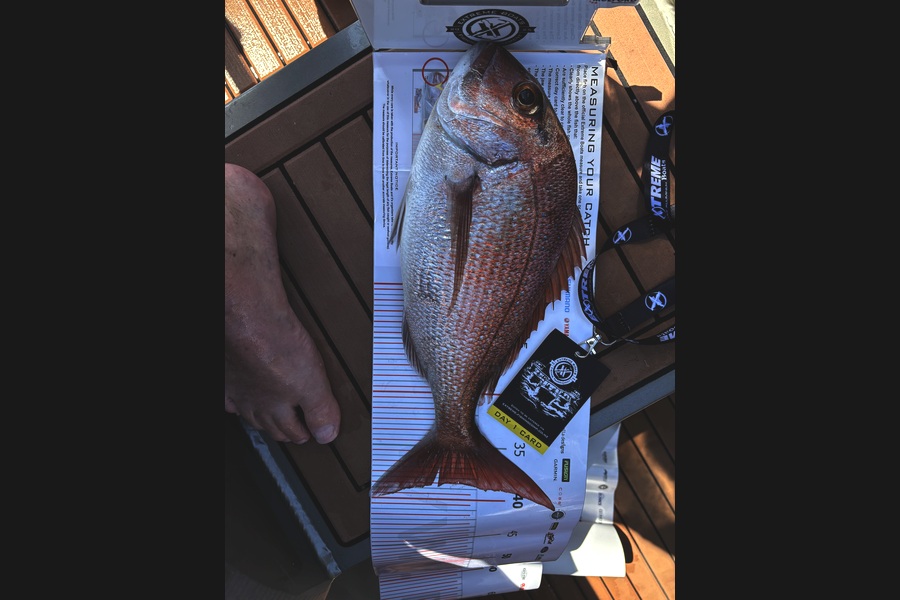 Max Hynds caught this 38.5cm Snapper at Coromandel during The Export NZ Fishing Competition