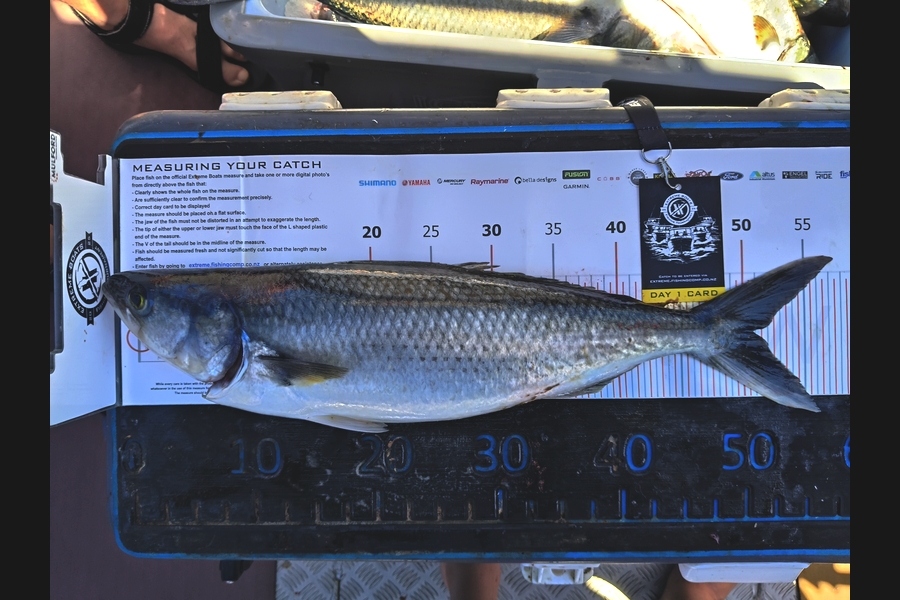 Trevor Pritchard caught this 50.5cm Kahawai at Coromandel during The Export NZ Fishing Competition