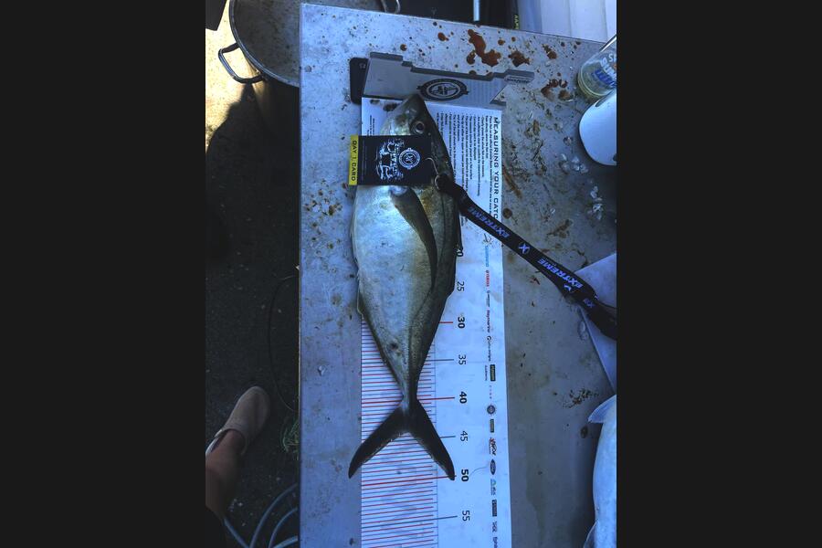 Blair Patterson caught this 44.0cm Trevally at Coromandel during The Export NZ Fishing Competition