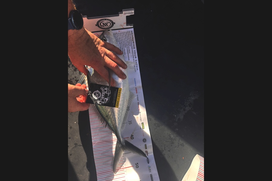 Emma George caught this 43.5cm Trevally at Coromandel during The Export NZ Fishing Competition