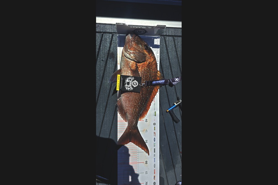 Daniel  Rowley-Anderson caught this 50.0cm Snapper at Coromandel during The Export NZ Fishing Competition