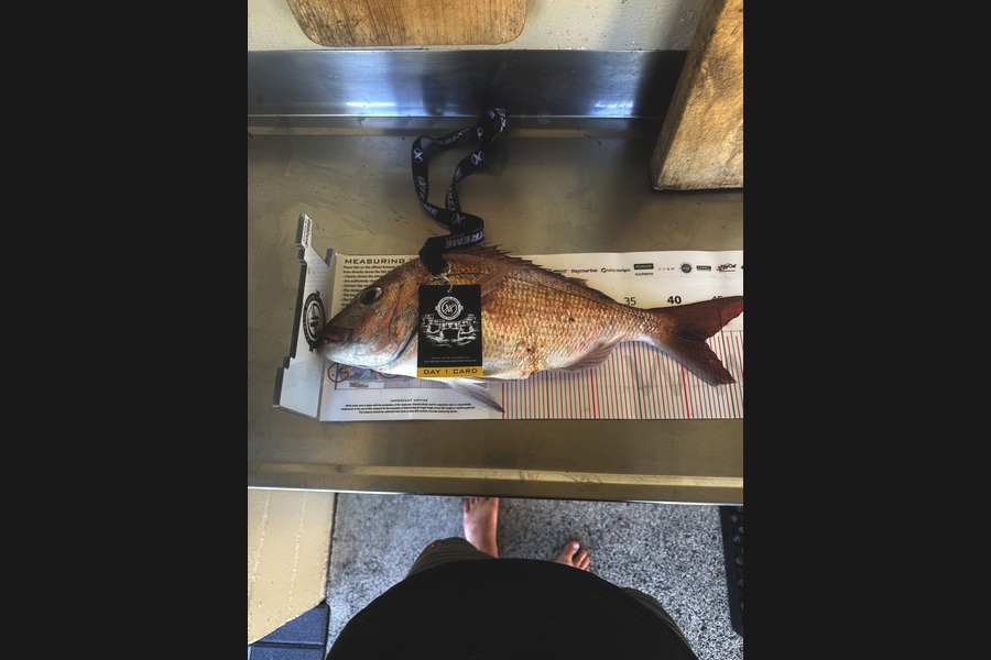 Cam Frater caught this 42.5cm Snapper at Coromandel during The Export NZ Fishing Competition