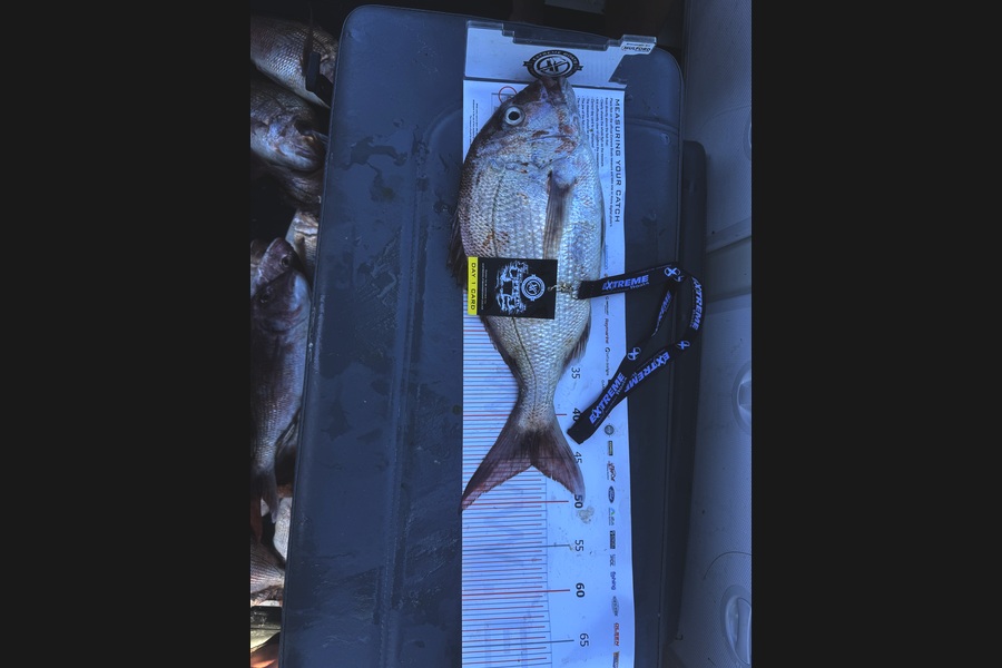 Matt Samson caught this 45.5cm Snapper at Coromandel during The Export NZ Fishing Competition