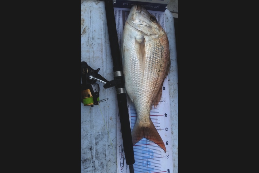 Michael  Fleming  caught this 48.0cm Snapper at Kawakawa during The Export NZ Fishing Competition