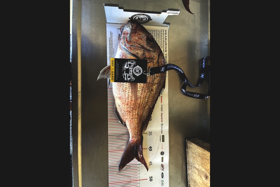 Deane Hughes caught this 42.5cm Snapper at Coromandel during The Export NZ Fishing Competition