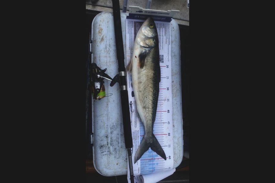 Michael  Fleming  caught this 55.0cm Kahawai at Kawakawa during The Export NZ Fishing Competition