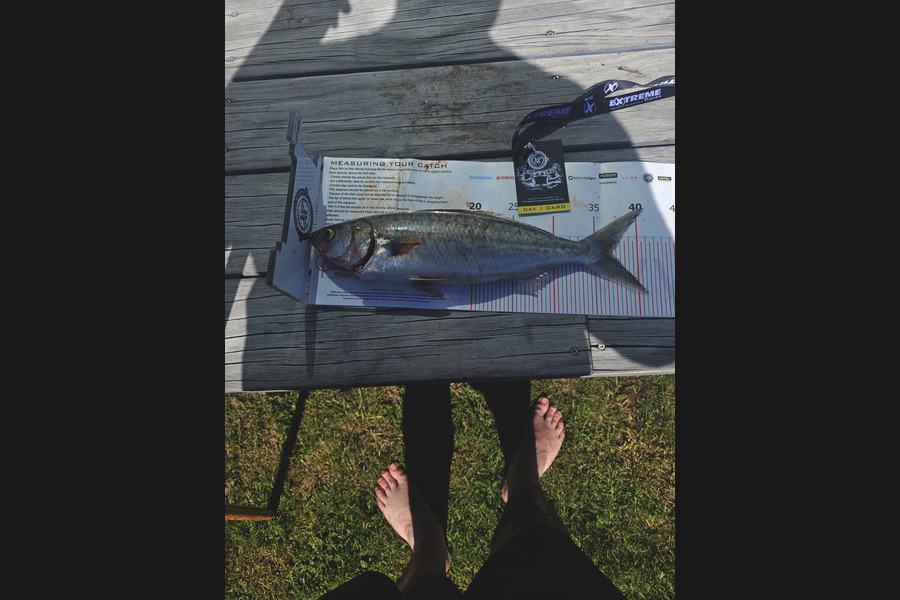 Stewart Gordon caught this 37.0cm Kahawai at Coromandel during The Export NZ Fishing Competition