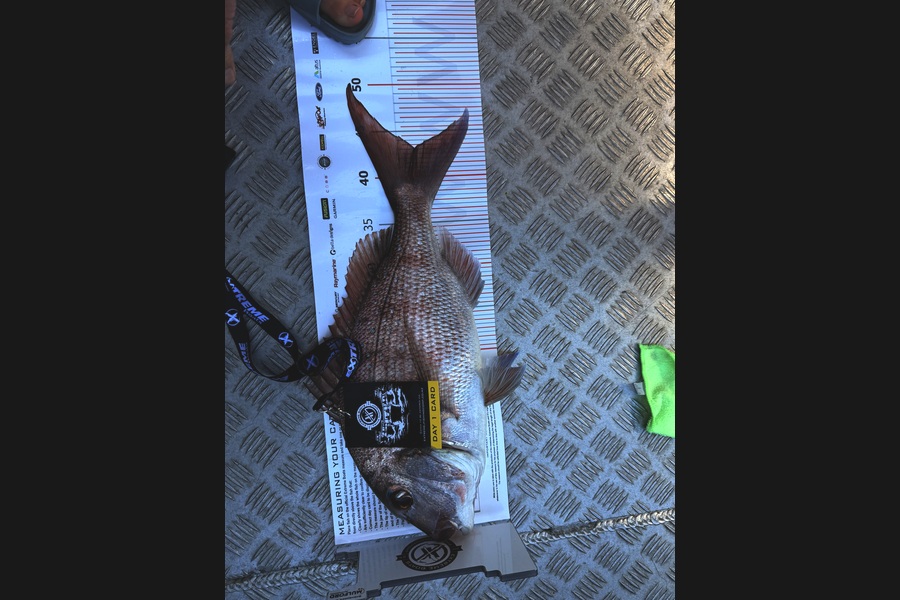 Elyse Hawkins caught this 43cm Snapper at Coromandel during The Export NZ Fishing Competition