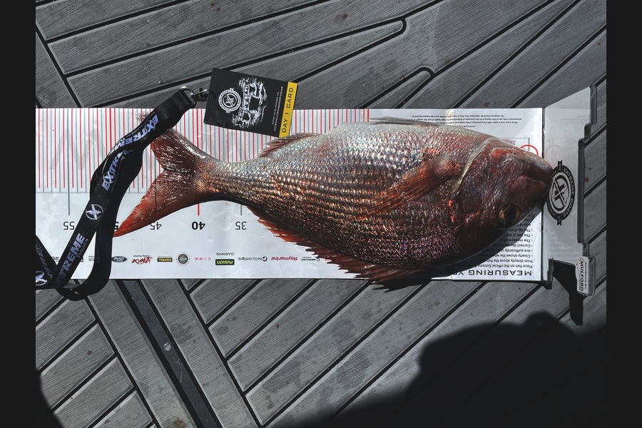 Henry  Rovers caught this 44.0cm Snapper at Coromandel during The Export NZ Fishing Competition