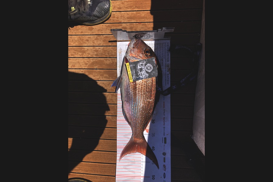 Shaun Currie caught this 41.5cm Snapper at Coromandel during The Export NZ Fishing Competition