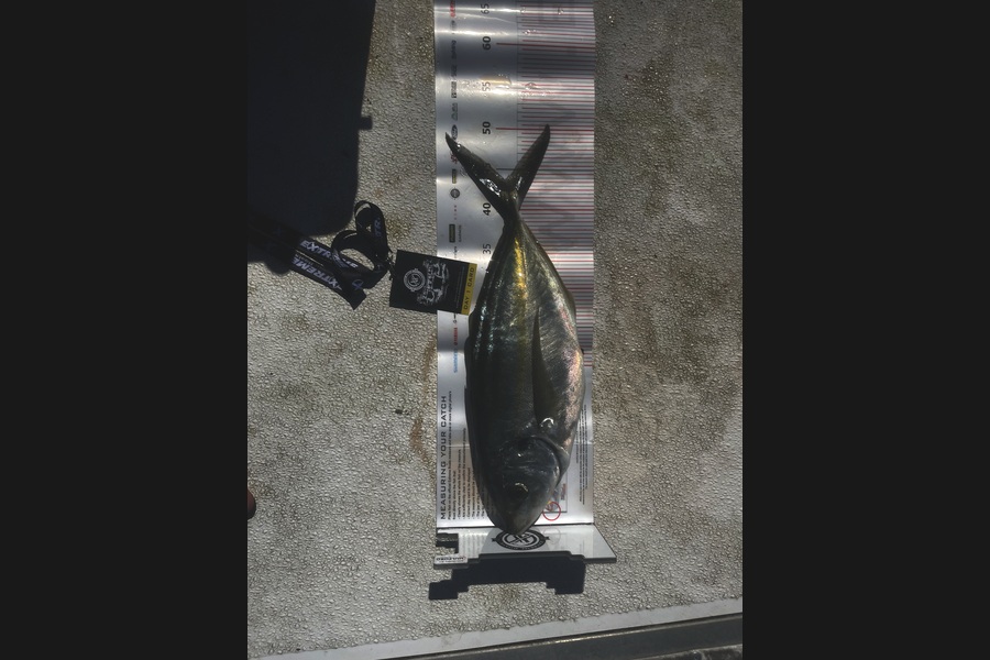 Jake Smith caught this 43.5cm Trevally at Coromandel during The Export NZ Fishing Competition