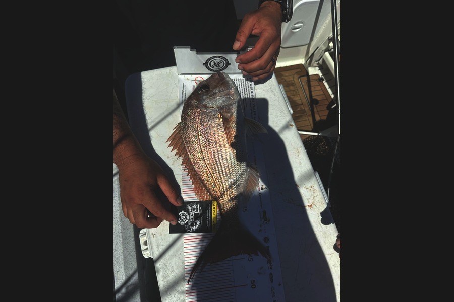 Matt Crawford caught this 44cm Snapper at Coromandel during The Export NZ Fishing Competition