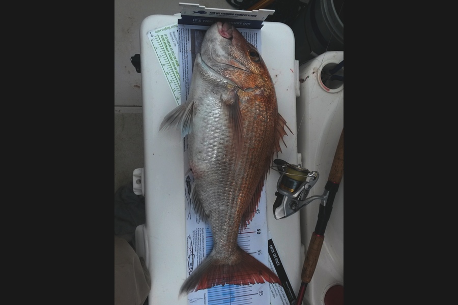 Nigel Boreham caught this 62.0cm Snapper at Firth of Thames during The Export NZ Fishing Competition