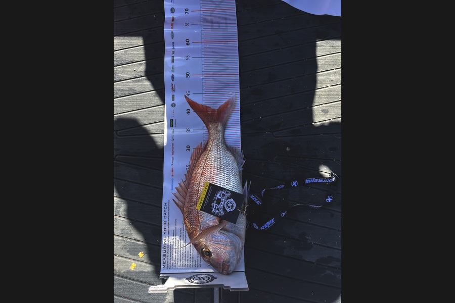 Carl Whitehead caught this 40.5cm Snapper at Coromandel during The Export NZ Fishing Competition