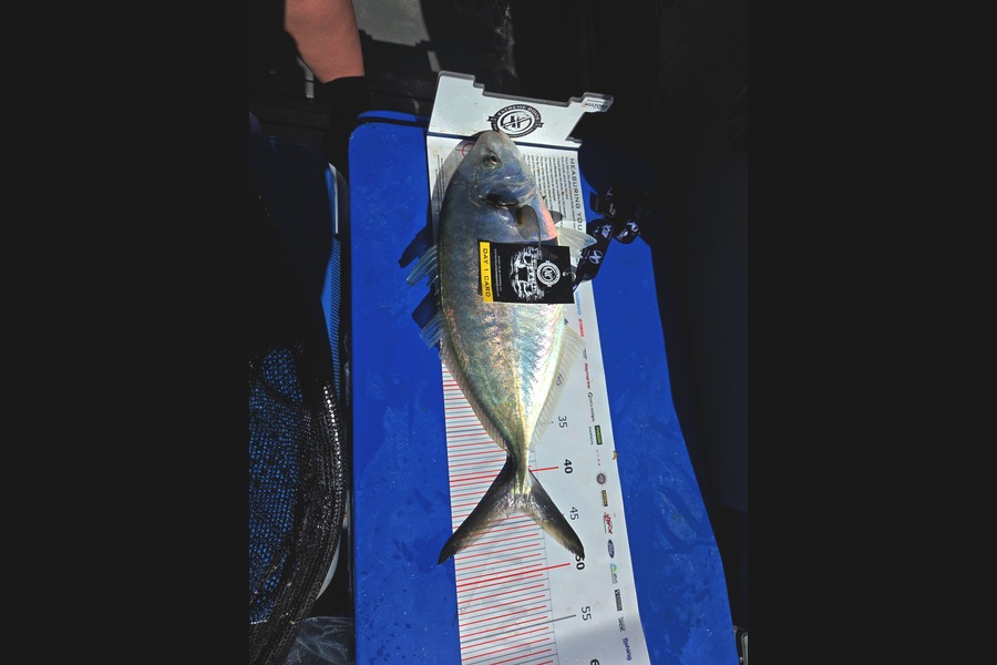 Danny Richmond caught this 44.0cm Trevally at Coromandel during The Export NZ Fishing Competition